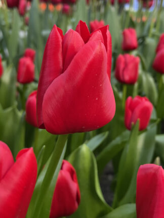 Tulipa Merry Christmas