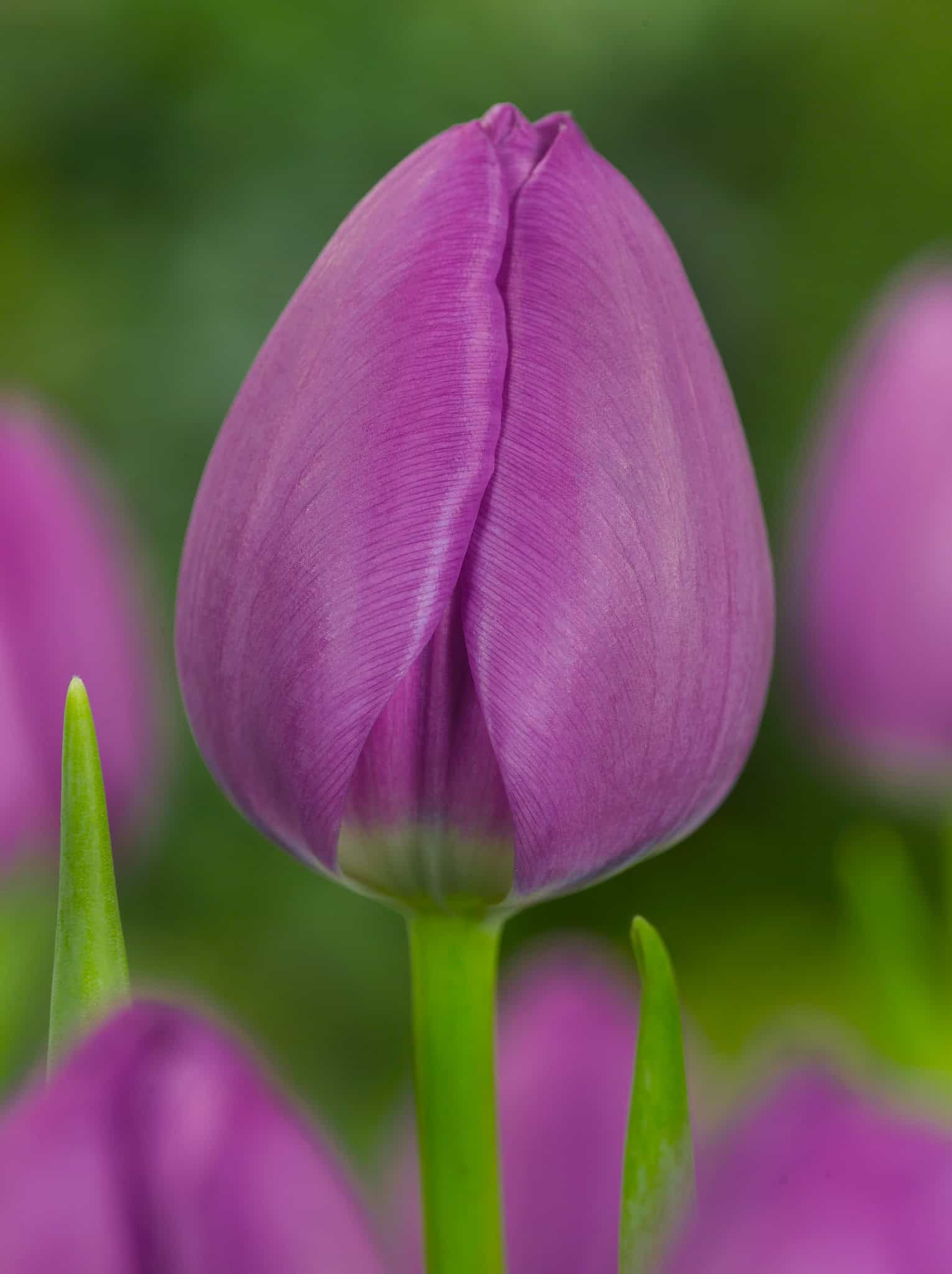 Tulipa Negrita