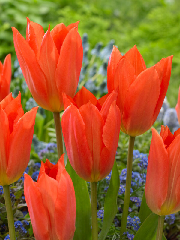 Tulipa Orange Brilliant