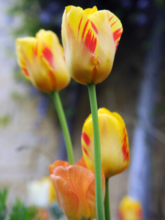 Tulipa Olympic Flame