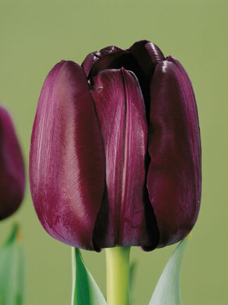 Tulipa Paul Scherer
