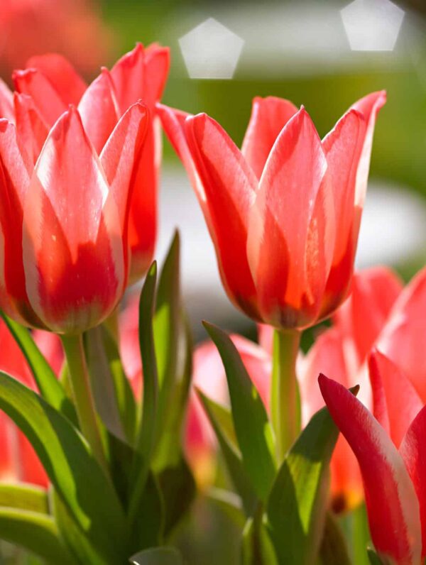 Tulipa Pinocchio