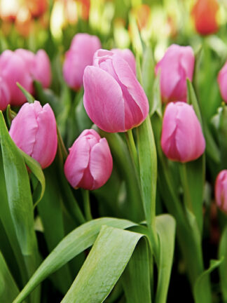 Tulipa Synaeda Amor