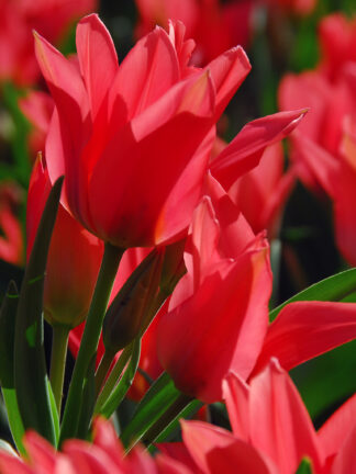 Tulipa Toronto