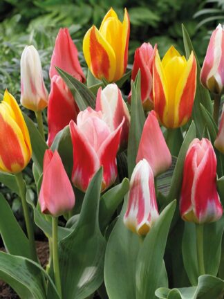 Tulipa Botanical Mixed