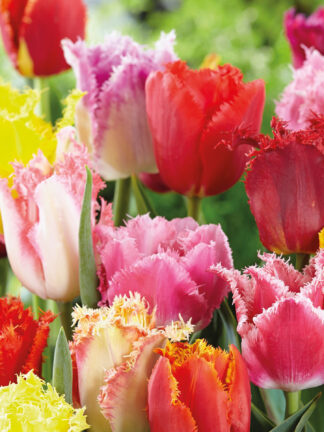 Tulipa Fringed Mixed