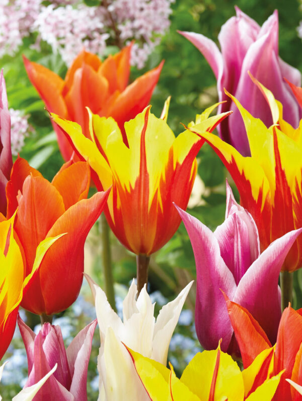 Tulipa Lily Flowering Mixed