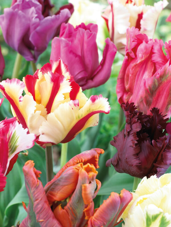 Tulipa Parrot Mixed