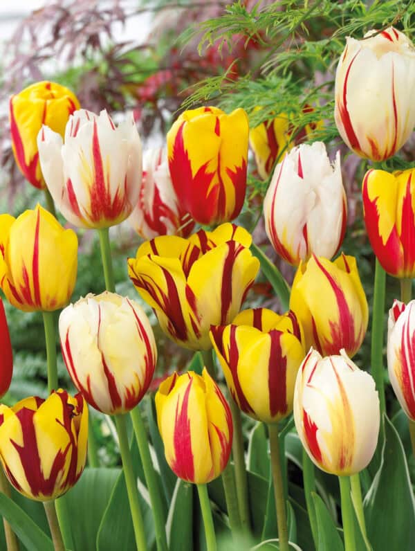 Tulipa Rembrandt Mixed