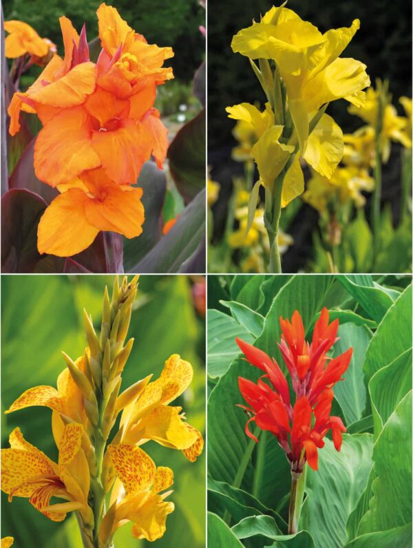 Collecties Canna +100 mix