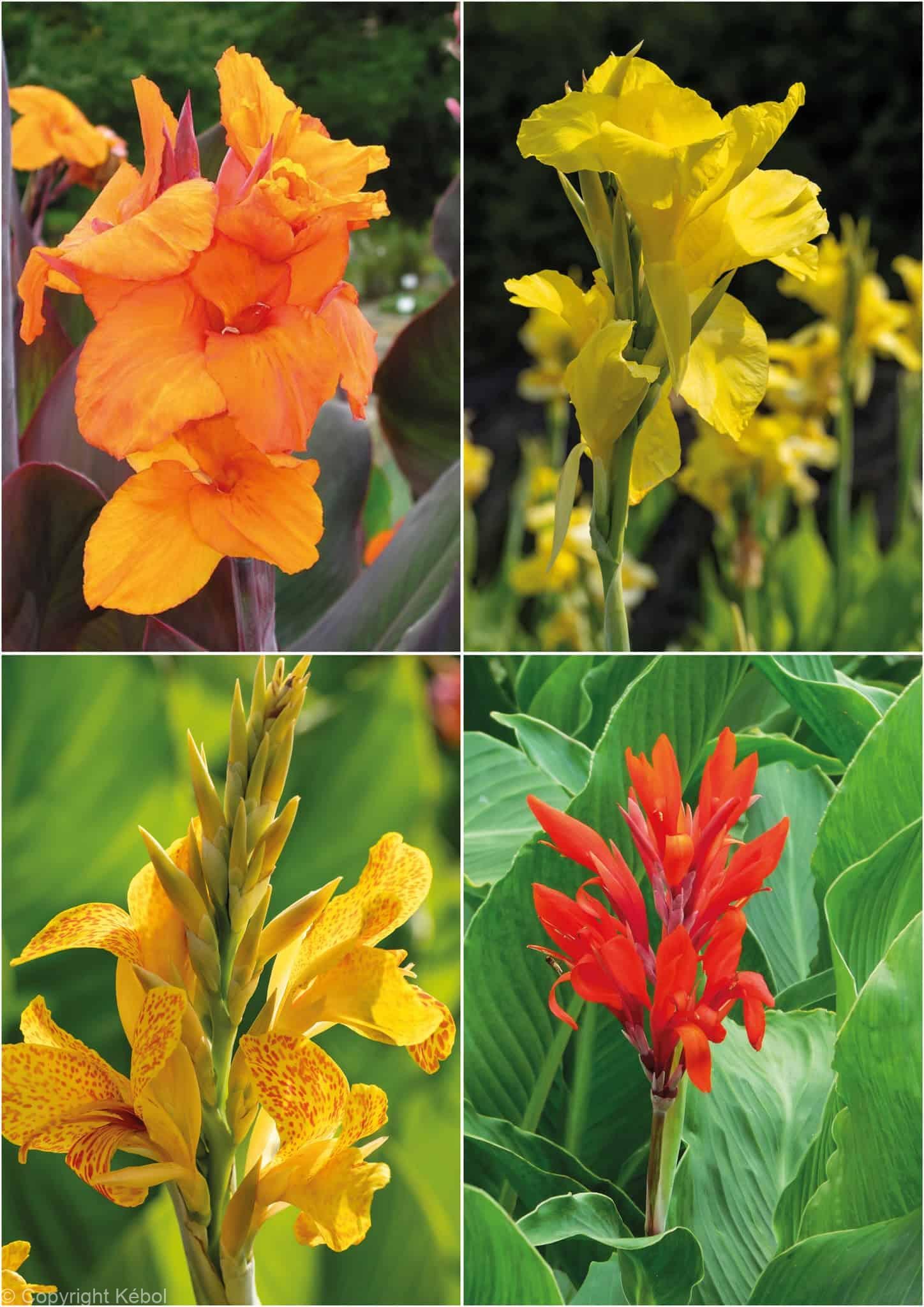 Canna +100 mix