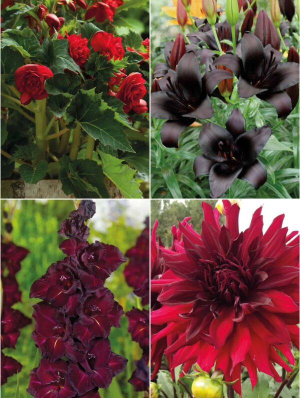 Collecties Color black mix