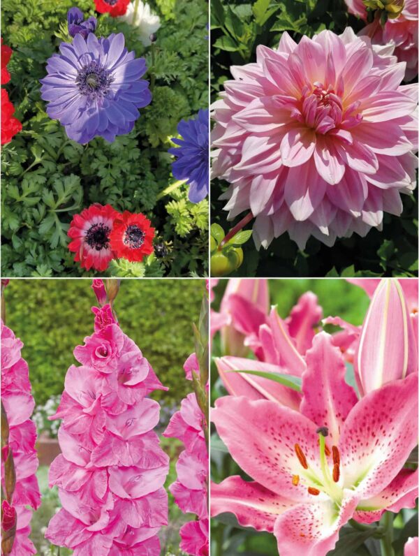 Collecties Color pink mix