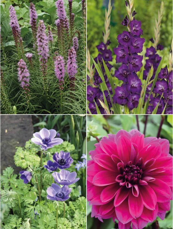 Collecties Color purple mix