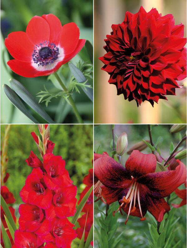 Collecties Color red mix