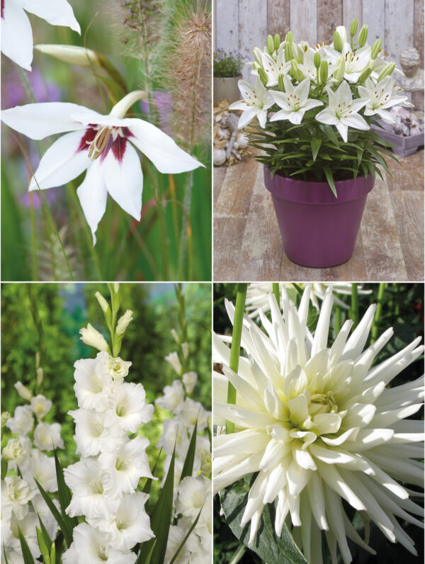 Collecties Color white mix