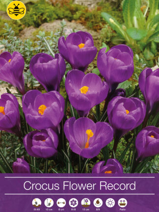 Crocus Flower Record