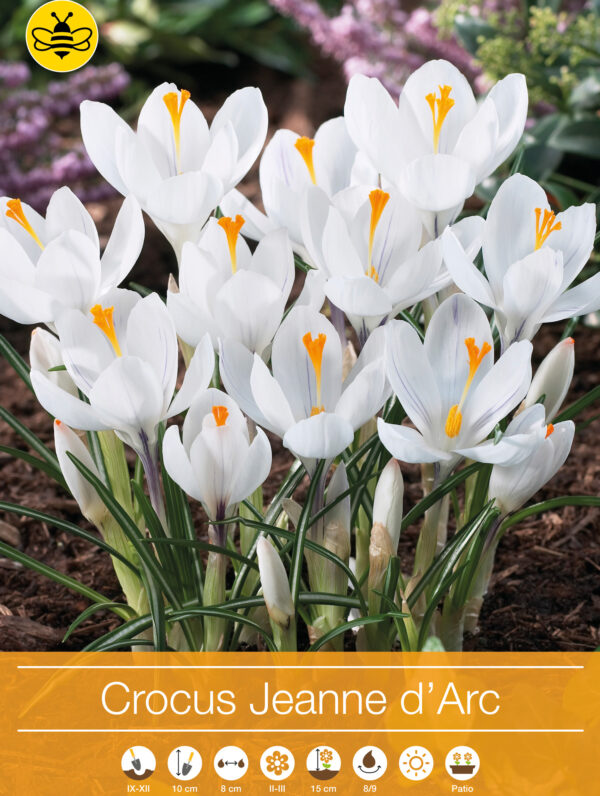 Crocus Jeanne d'Arc