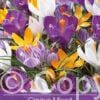 Crocus Mixed