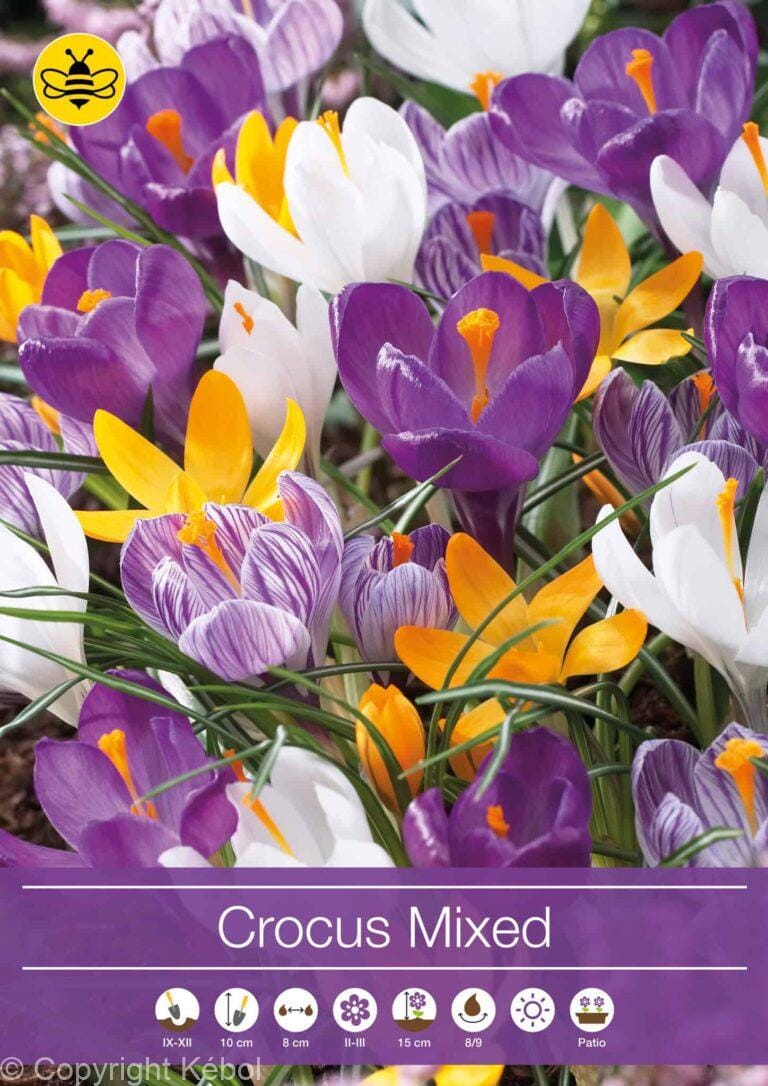 Crocus Mixed