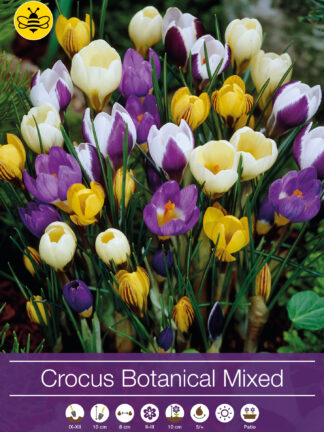 Crocus Botanical Mixed