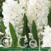Hyacinthus Carnegie