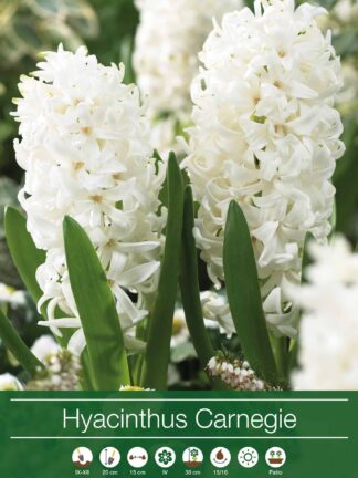 Hyacinthus Carnegie