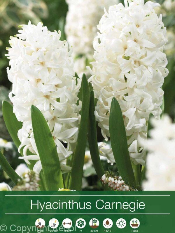 Hyacinthus Carnegie