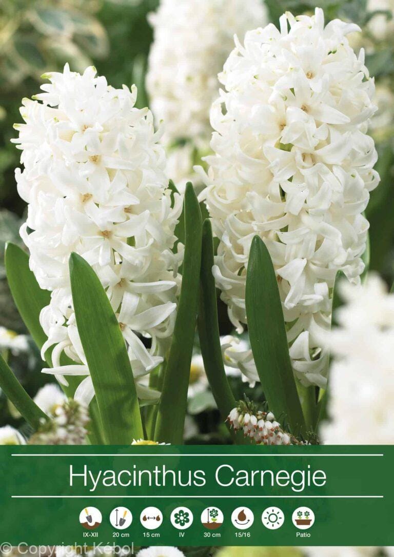 Hyacinthus Carnegie