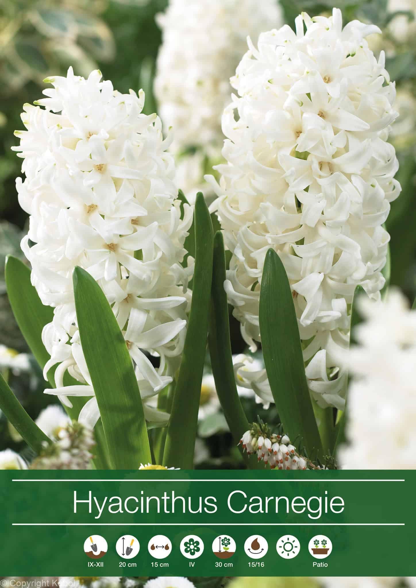 Hyacinthus Carnegie