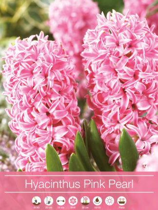 Hyacinthus Pink Pearl