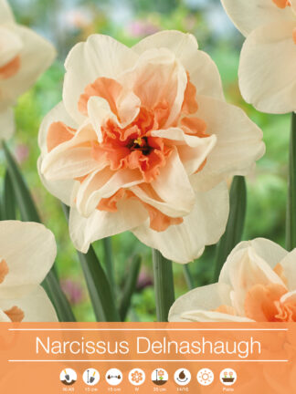 narcissus Delnashaugh