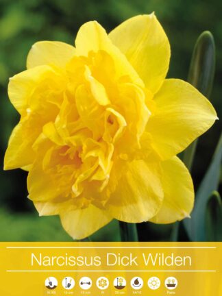 narcissus Dick Wilden