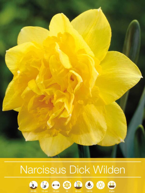 narcissus Dick Wilden