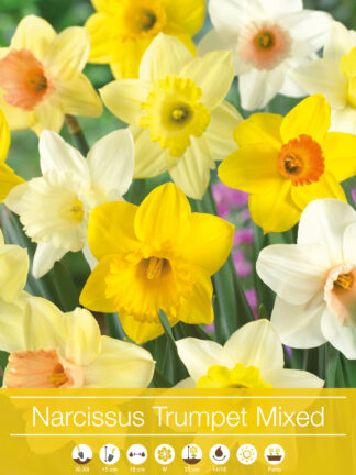 Narcissus Trumpet mixed