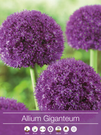 Allium Giganteum