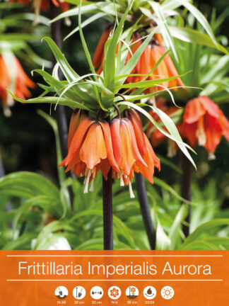 Fritillaria Imperialis Aurora