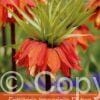Fritillaria Imperialis Rubra
