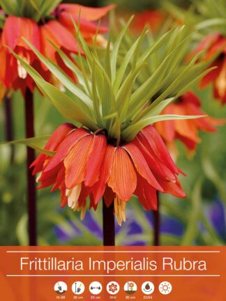 Fritillaria Imperialis Rubra