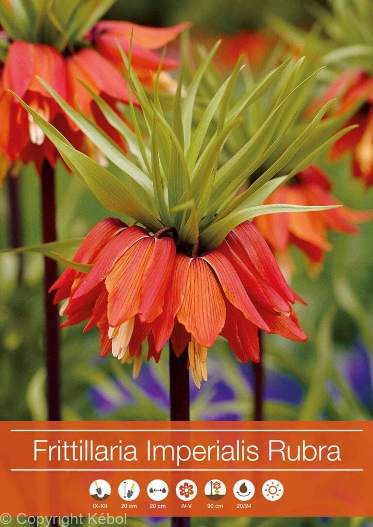 Fritillaria Imperialis Rubra