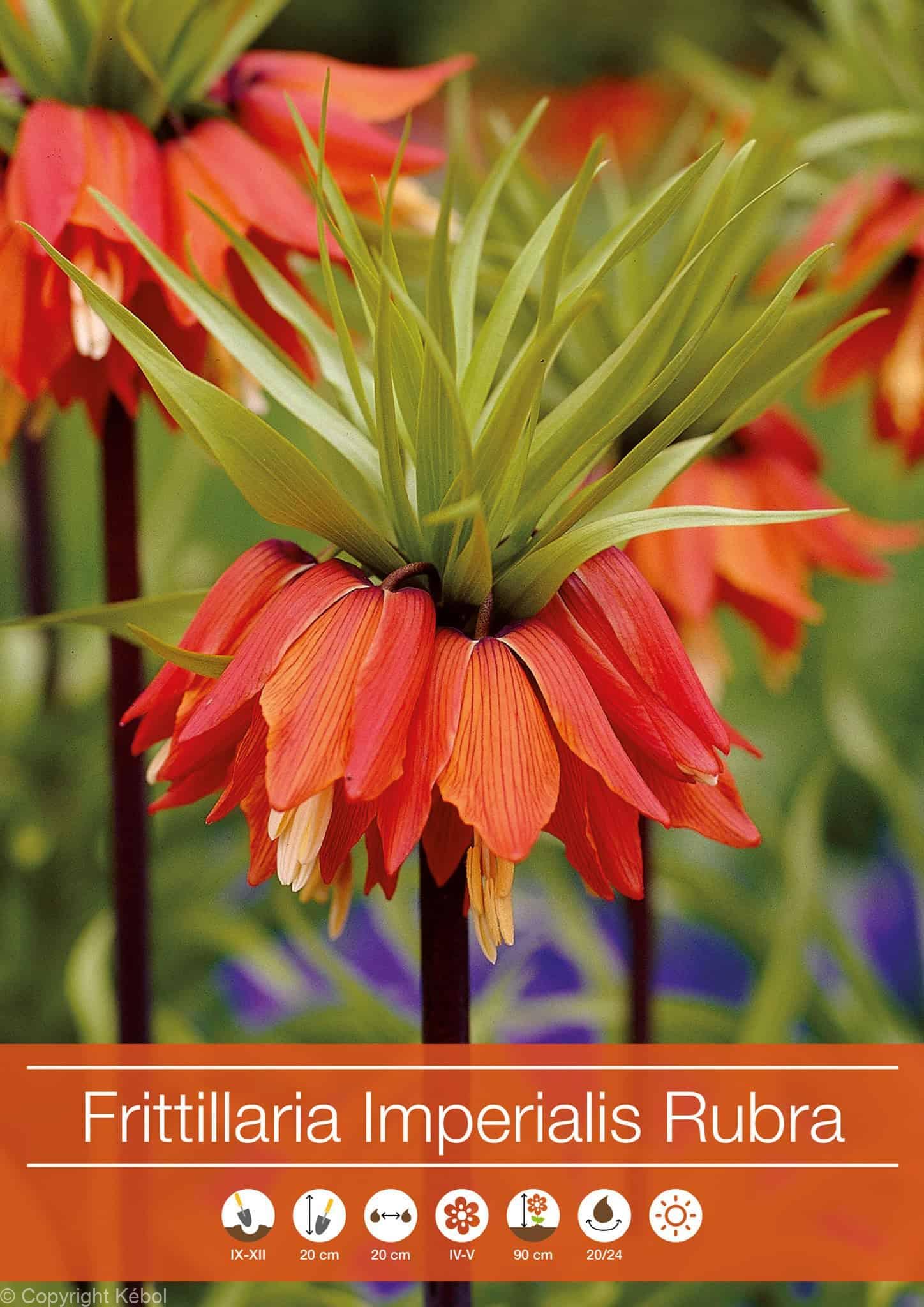 Fritillaria Imperialis Rubra