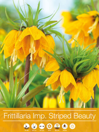 Fritillaria Imperialis Striped Beauty