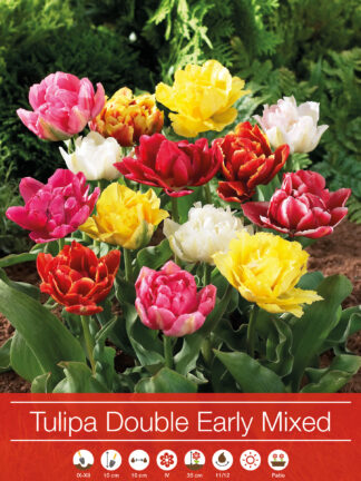 tulipa Double Early Mixed