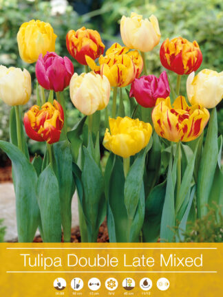 tulipa Double Late Mixed