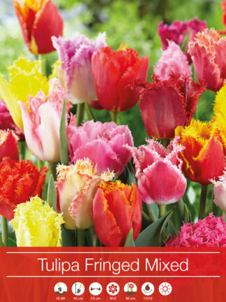 tulipa Fringed Mixed