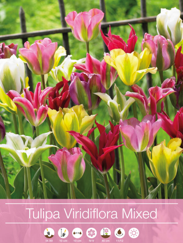 Tulipa Viridiflora Mixed