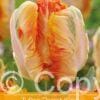 tulipa Parrot King