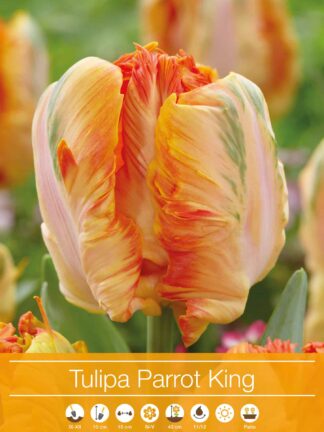 tulipa Parrot King