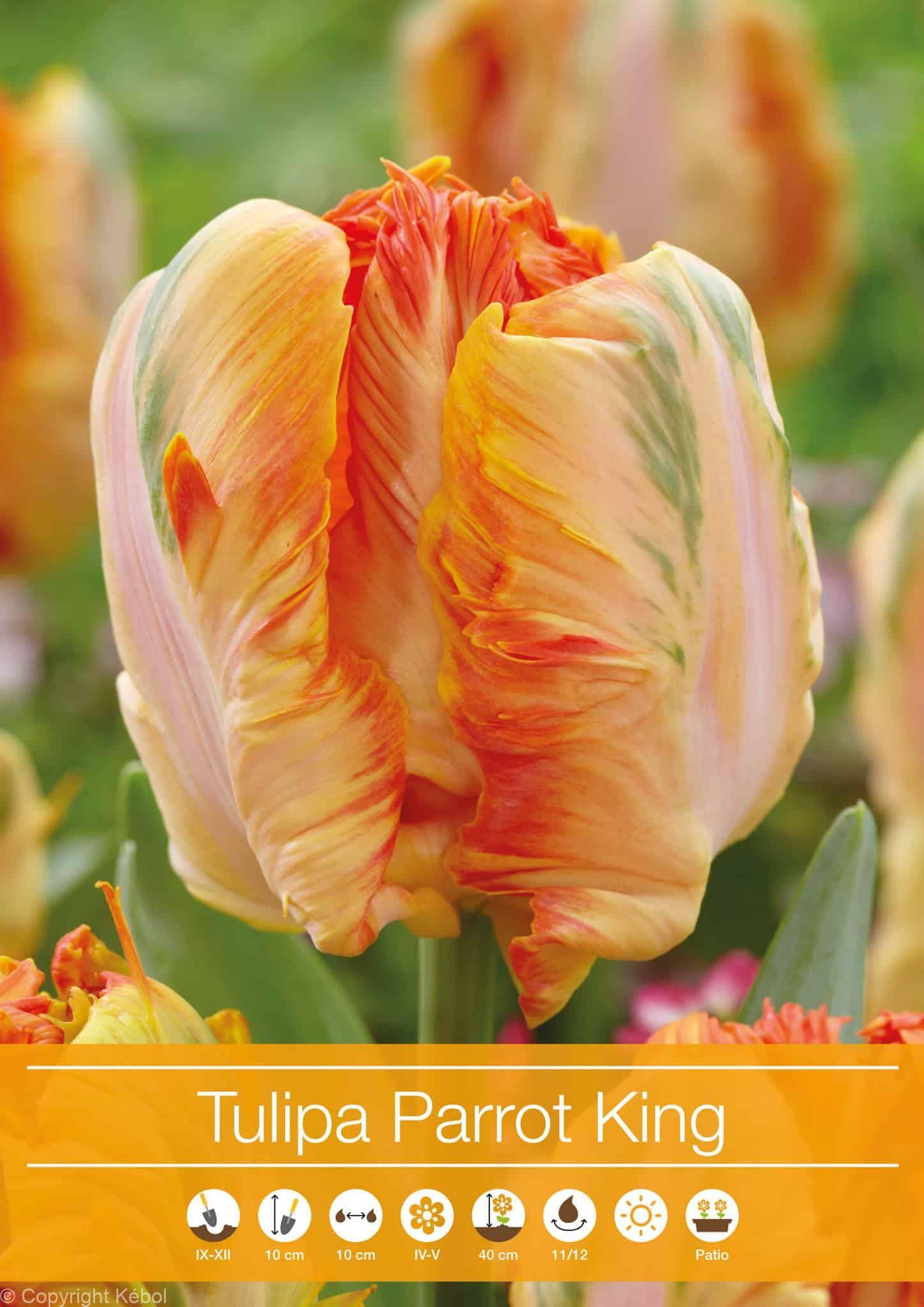 tulipa Parrot King