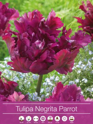 tulipa Negrita Parrot